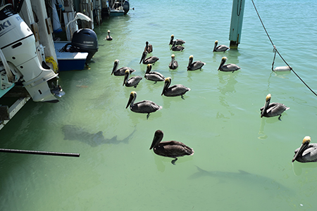 FREE Family Things to do Around Islamorada