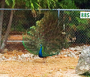 peacock islamorada bike route