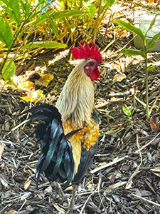 rooster islamorada